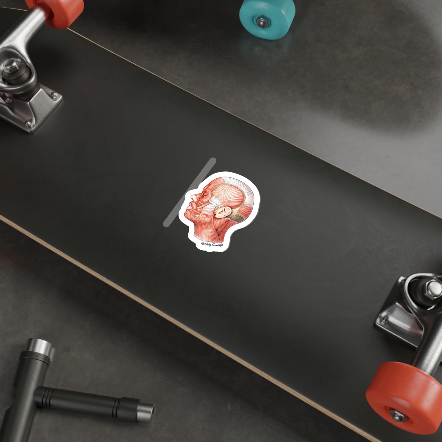 Facial Muscles - Diecut Sticker