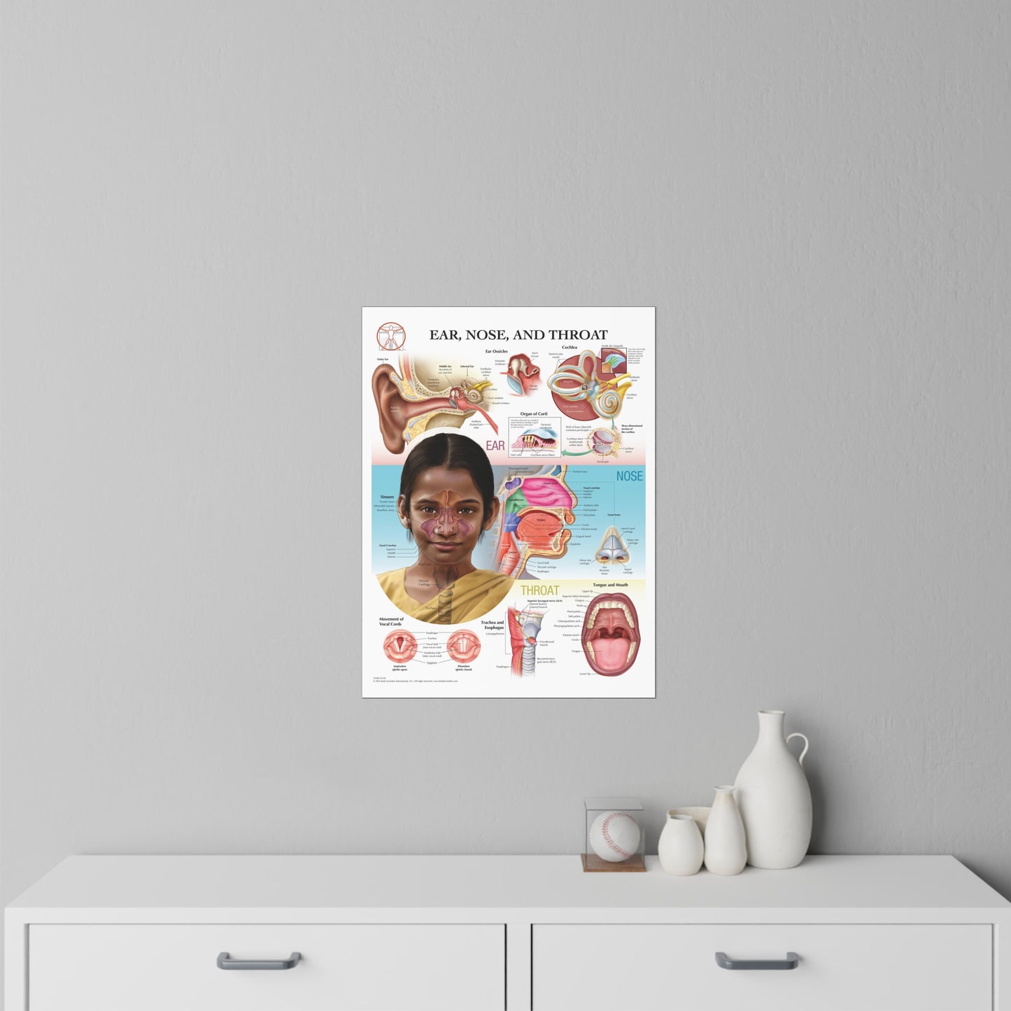 Ear Nose and Throat - Decal