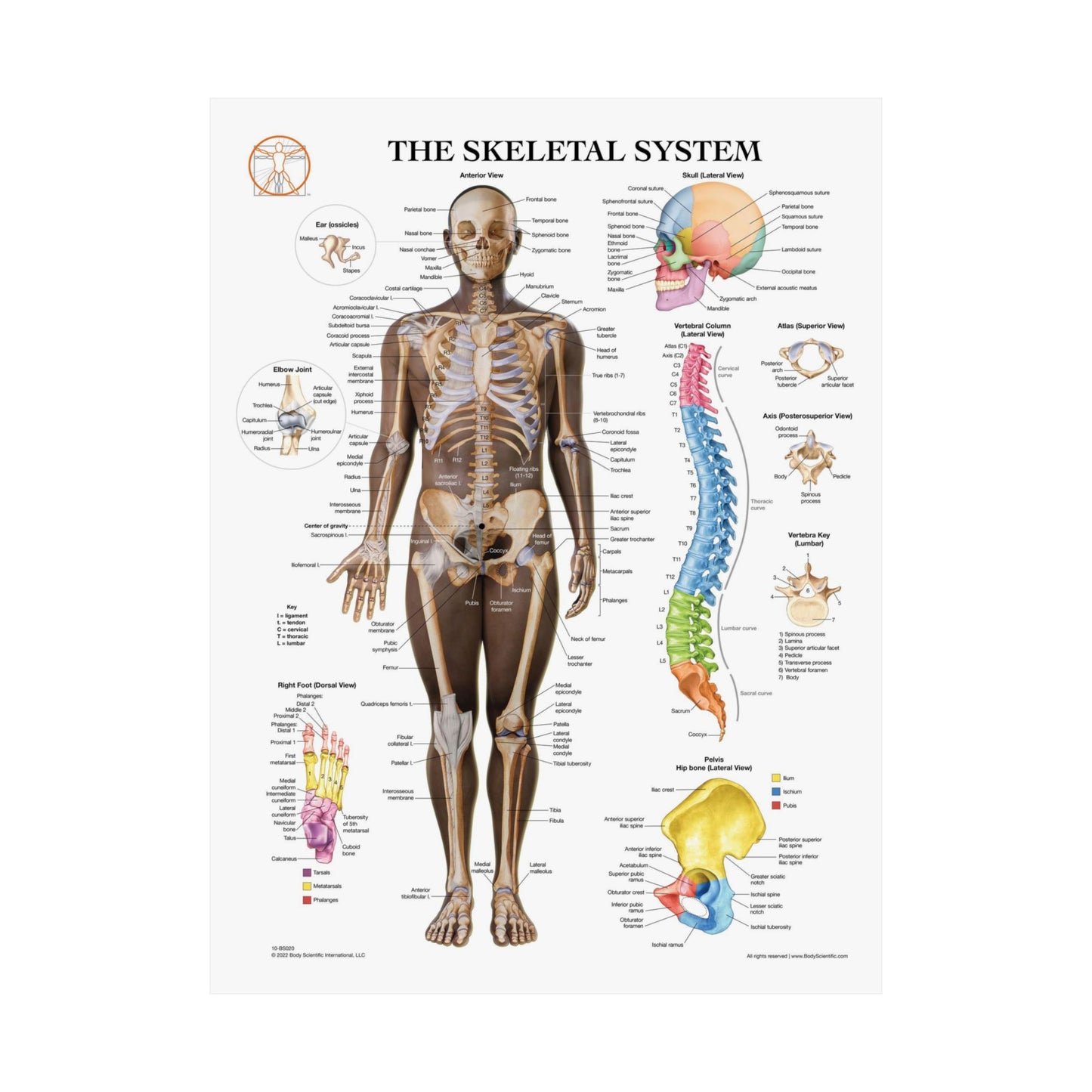 The Skeletal System (Anterior)