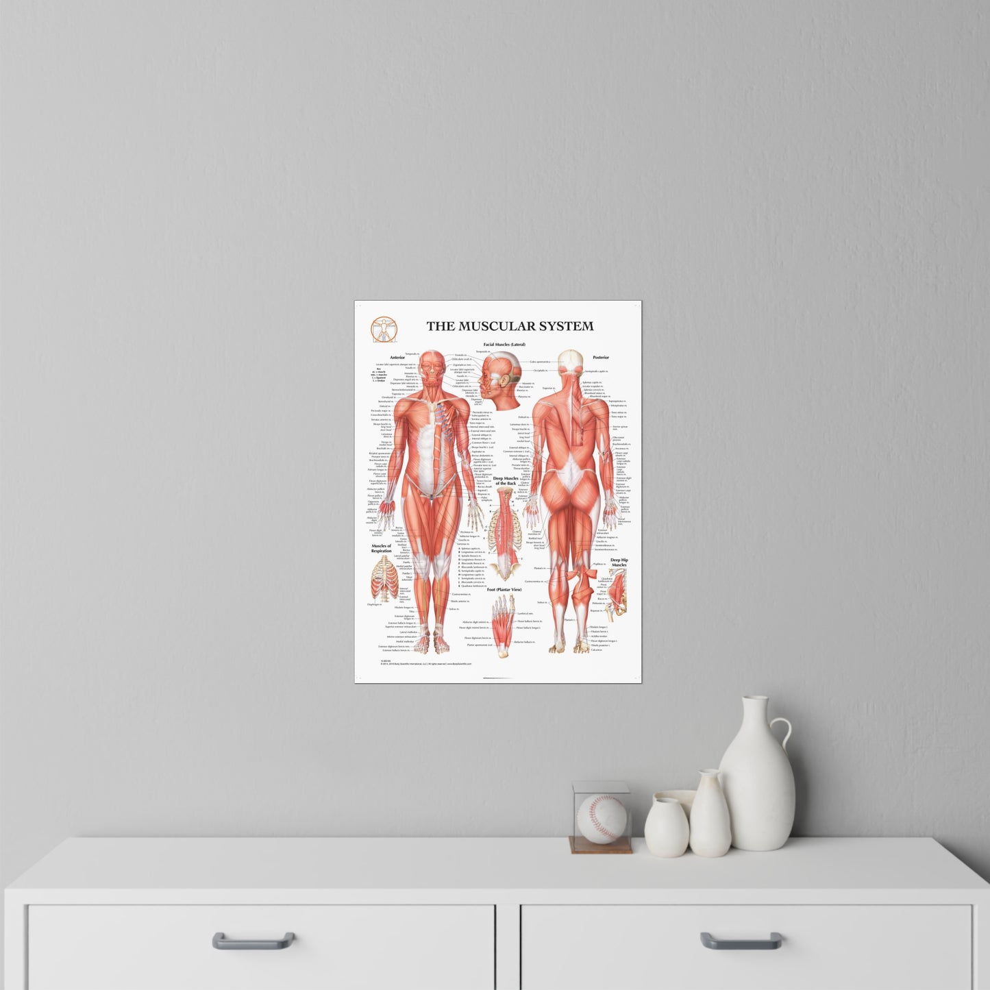 The Muscular System - Decal
