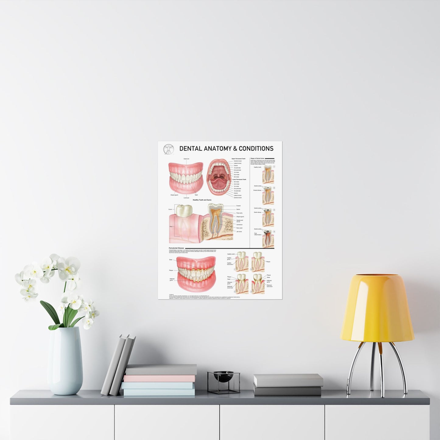 Dental Anatomy and Conditions
