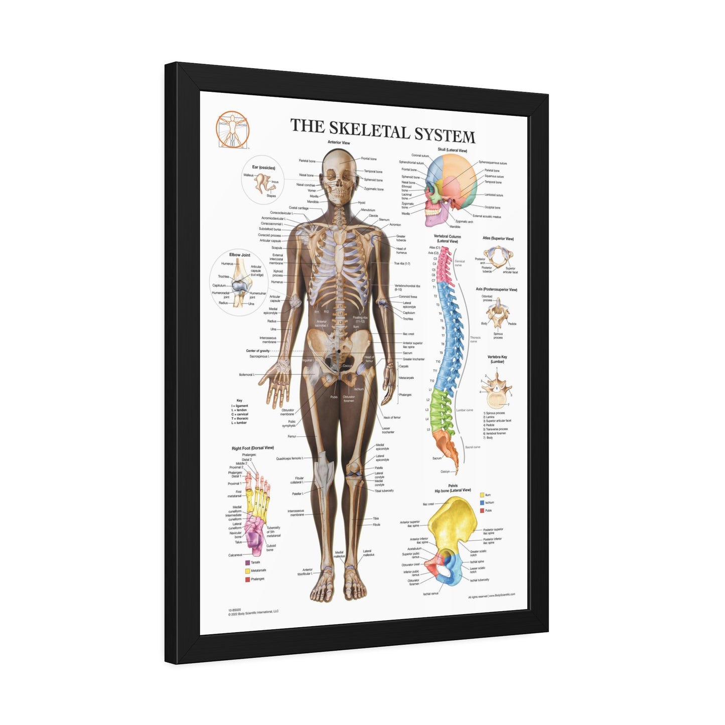 Framed Skeletal System