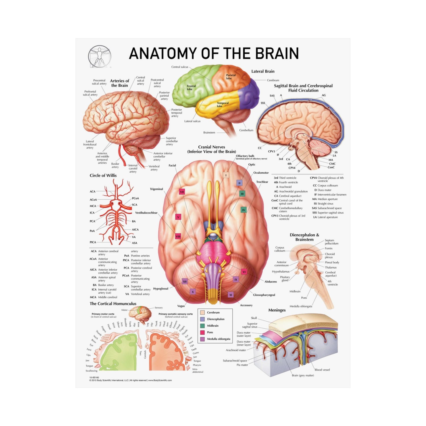Anatomy of the Brain