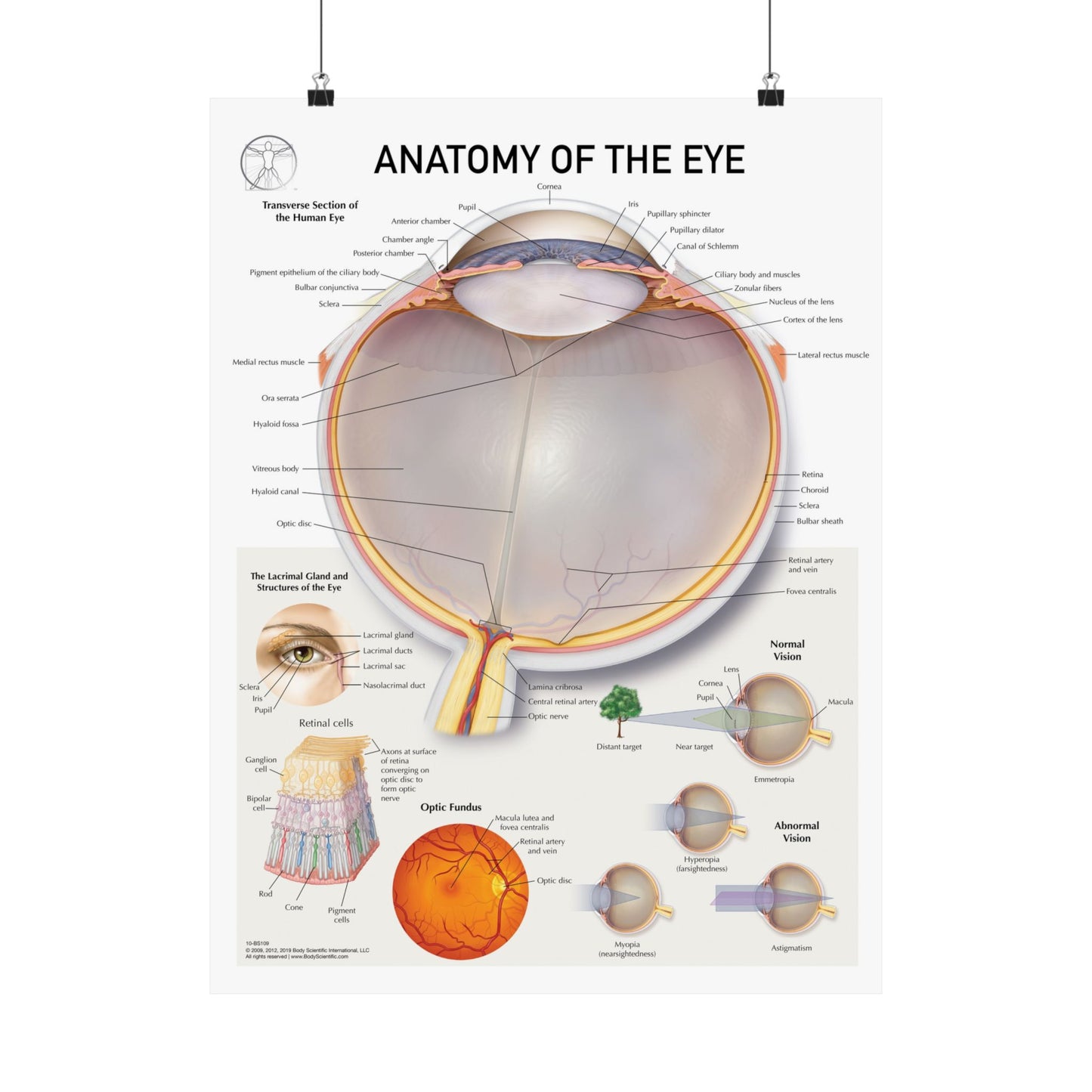 Anatomy of the Eye