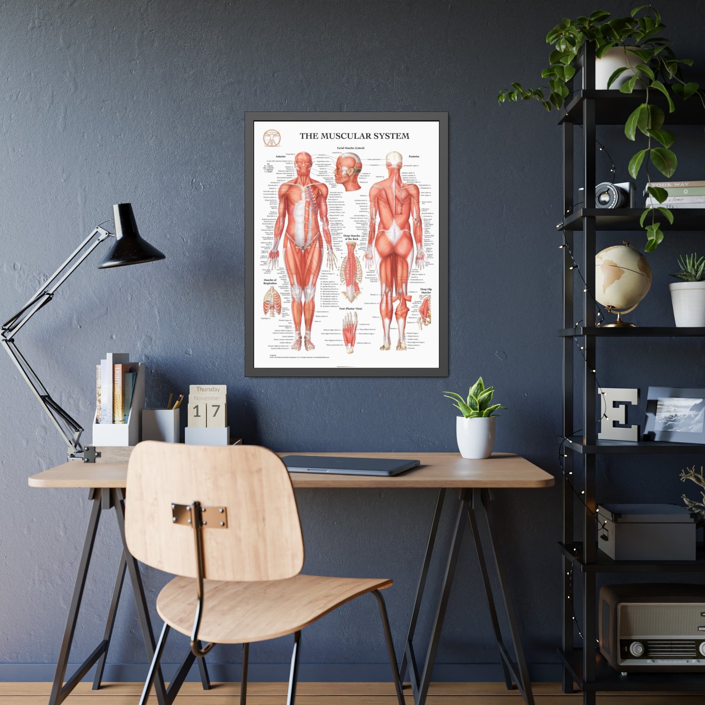 Framed Muscular System