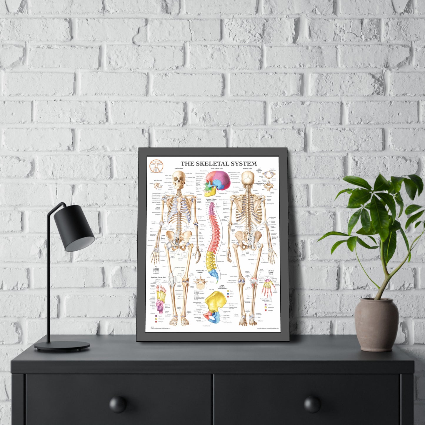 Framed Skeletal System