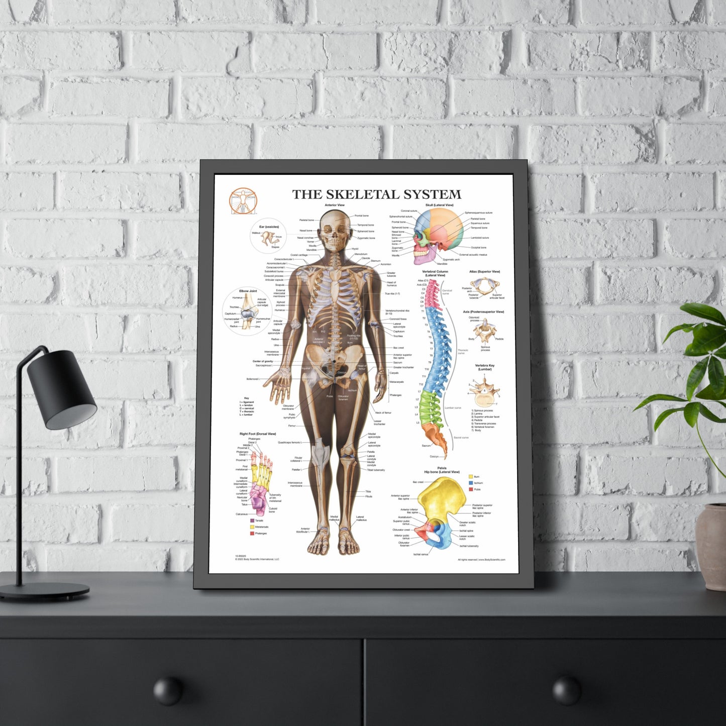 Framed Skeletal System