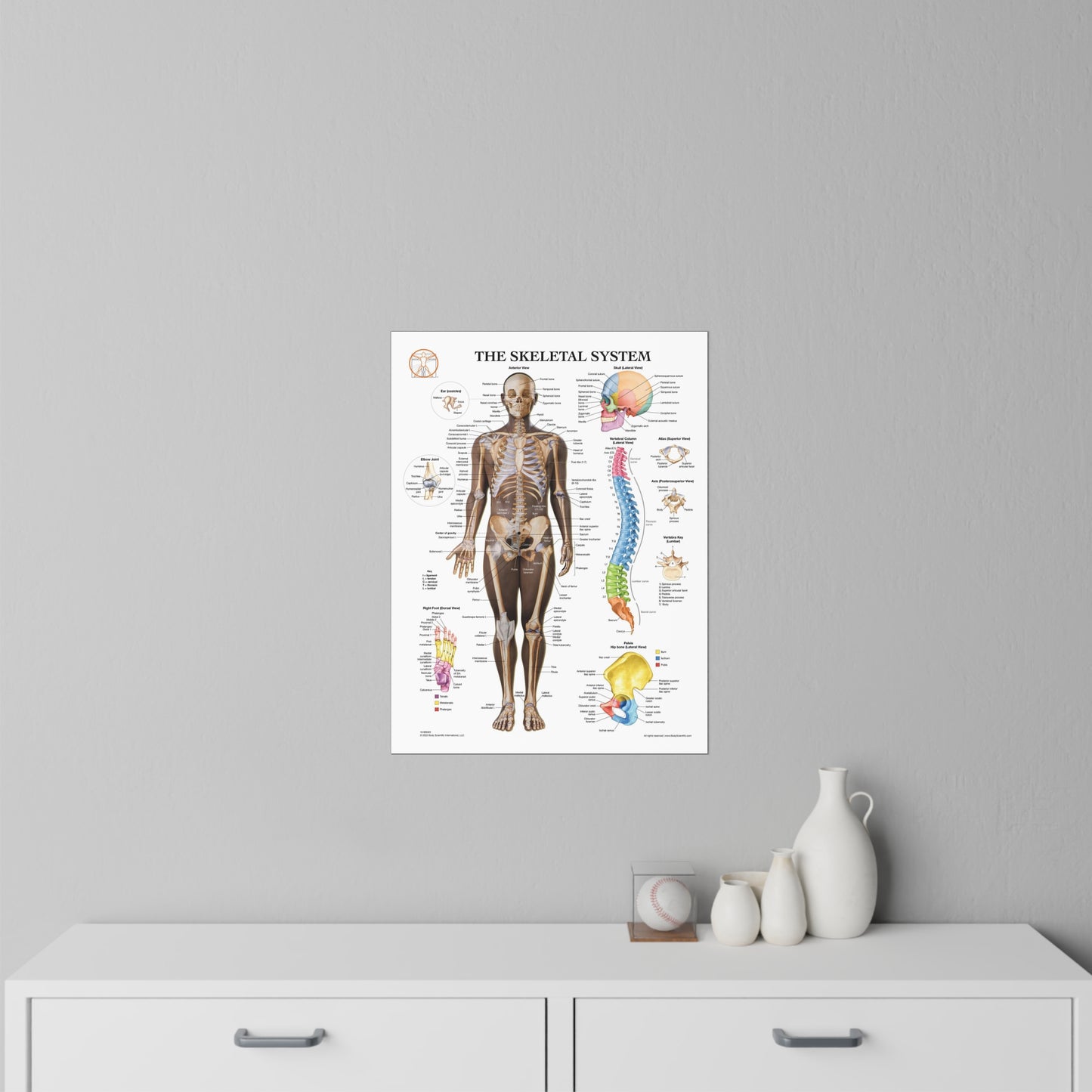 The Skeletal System - Decal