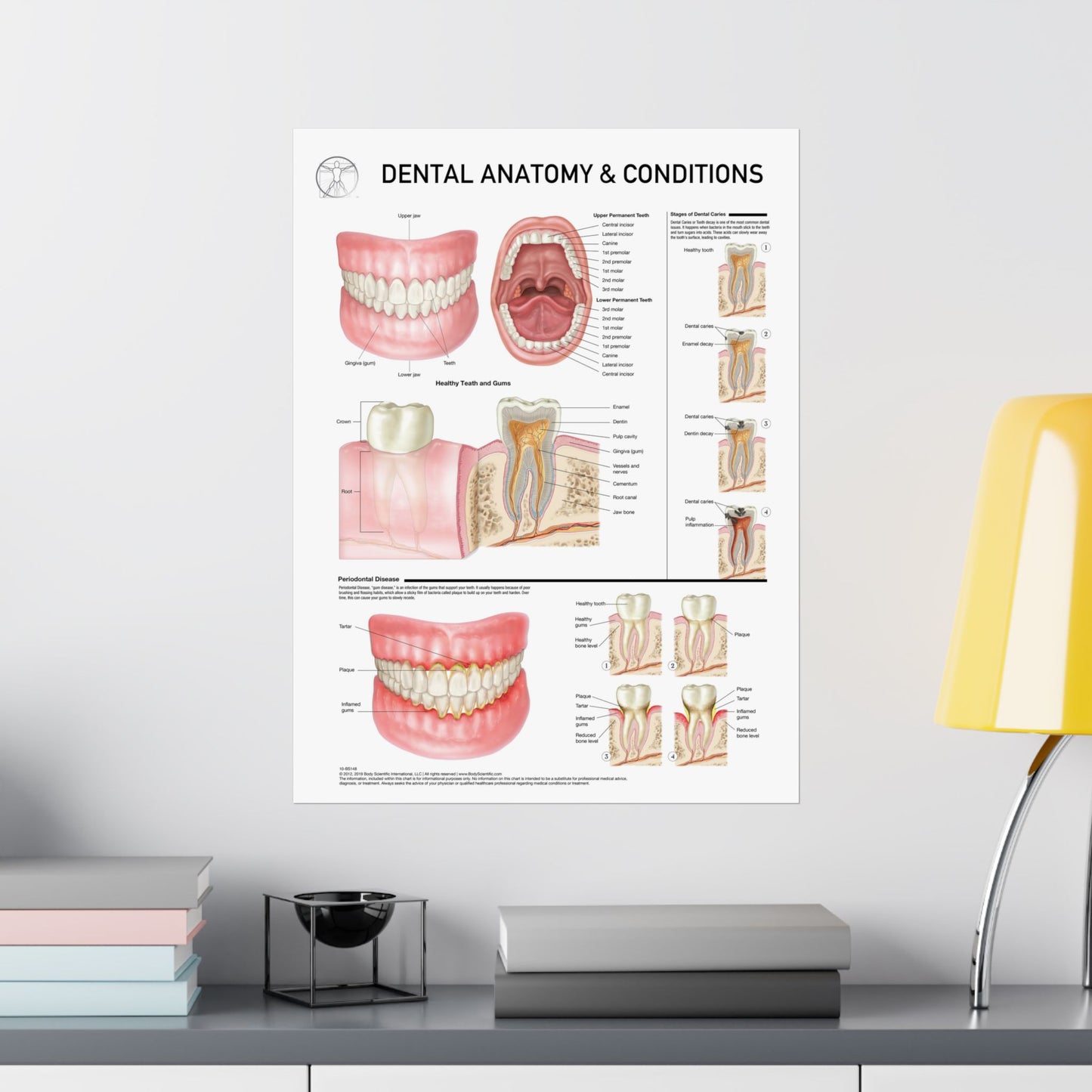 Dental Anatomy and Conditions