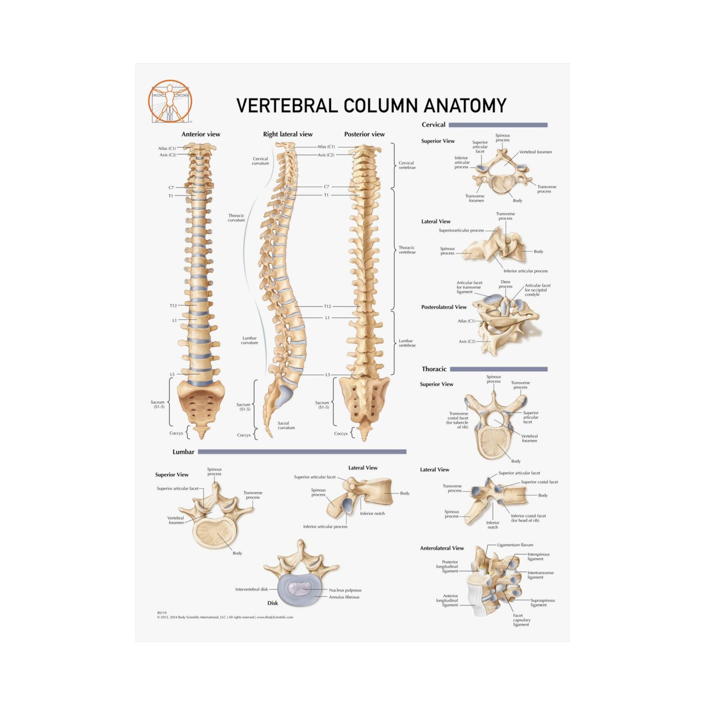 Vetrebral Column Anatomy