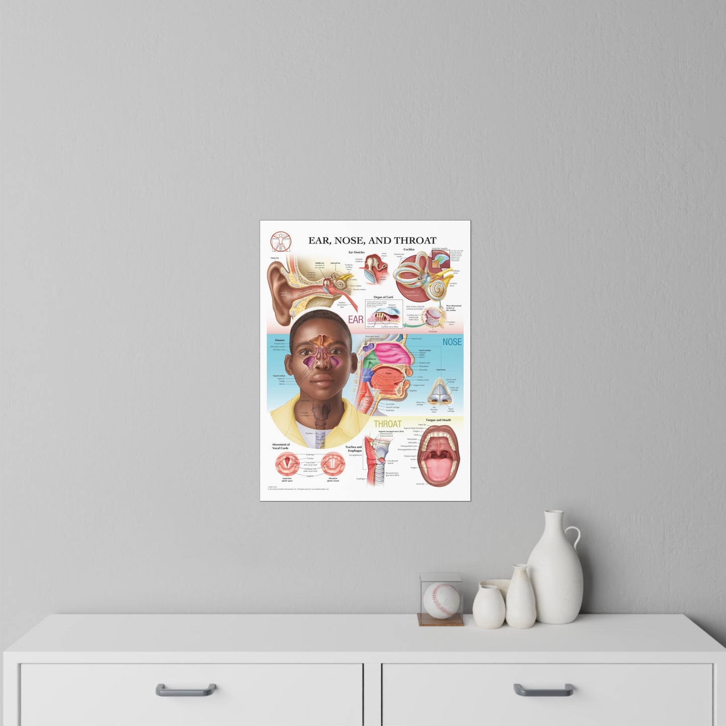 Ear Nose and Throat - Decal