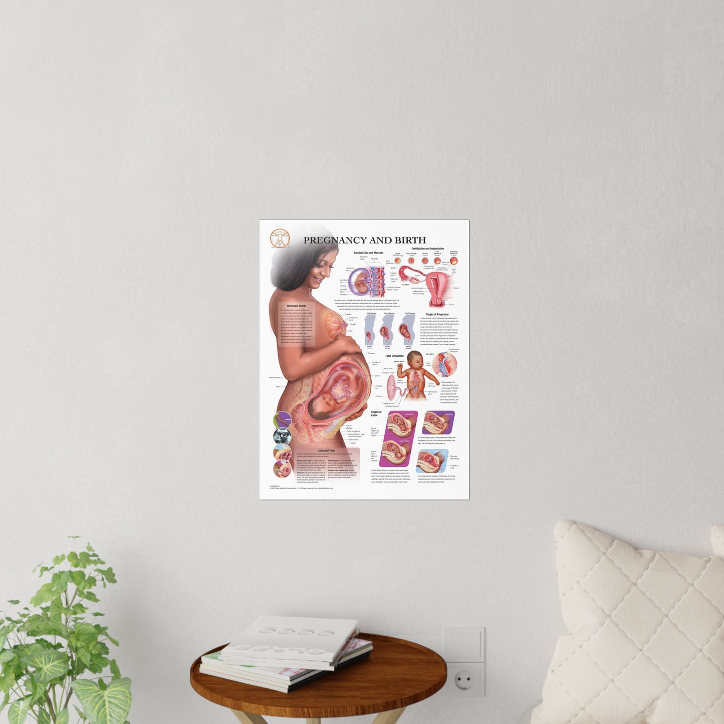 Pregnancy and Birth - Decal