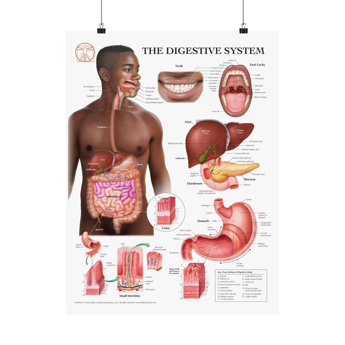 The Digestive System