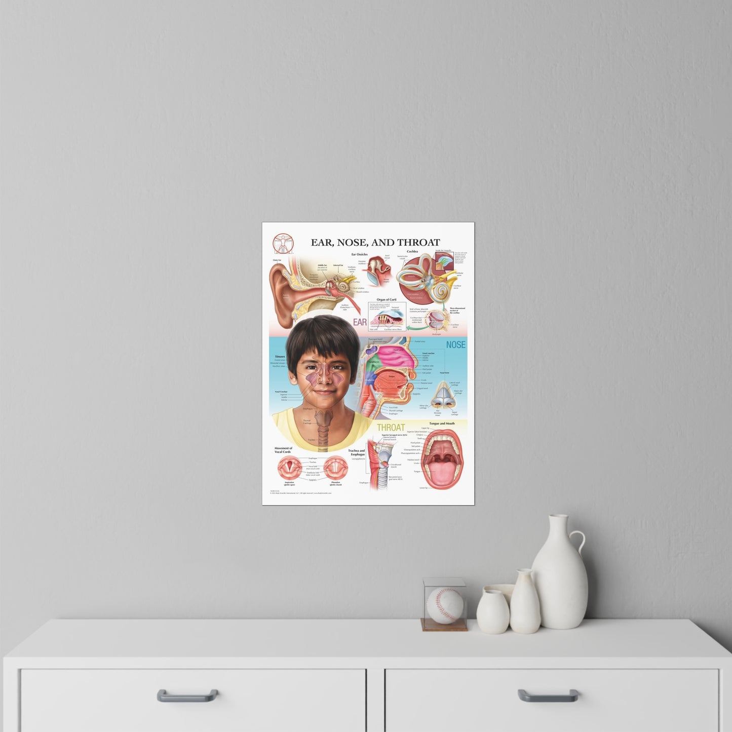 Ear Nose and Throat - Decal
