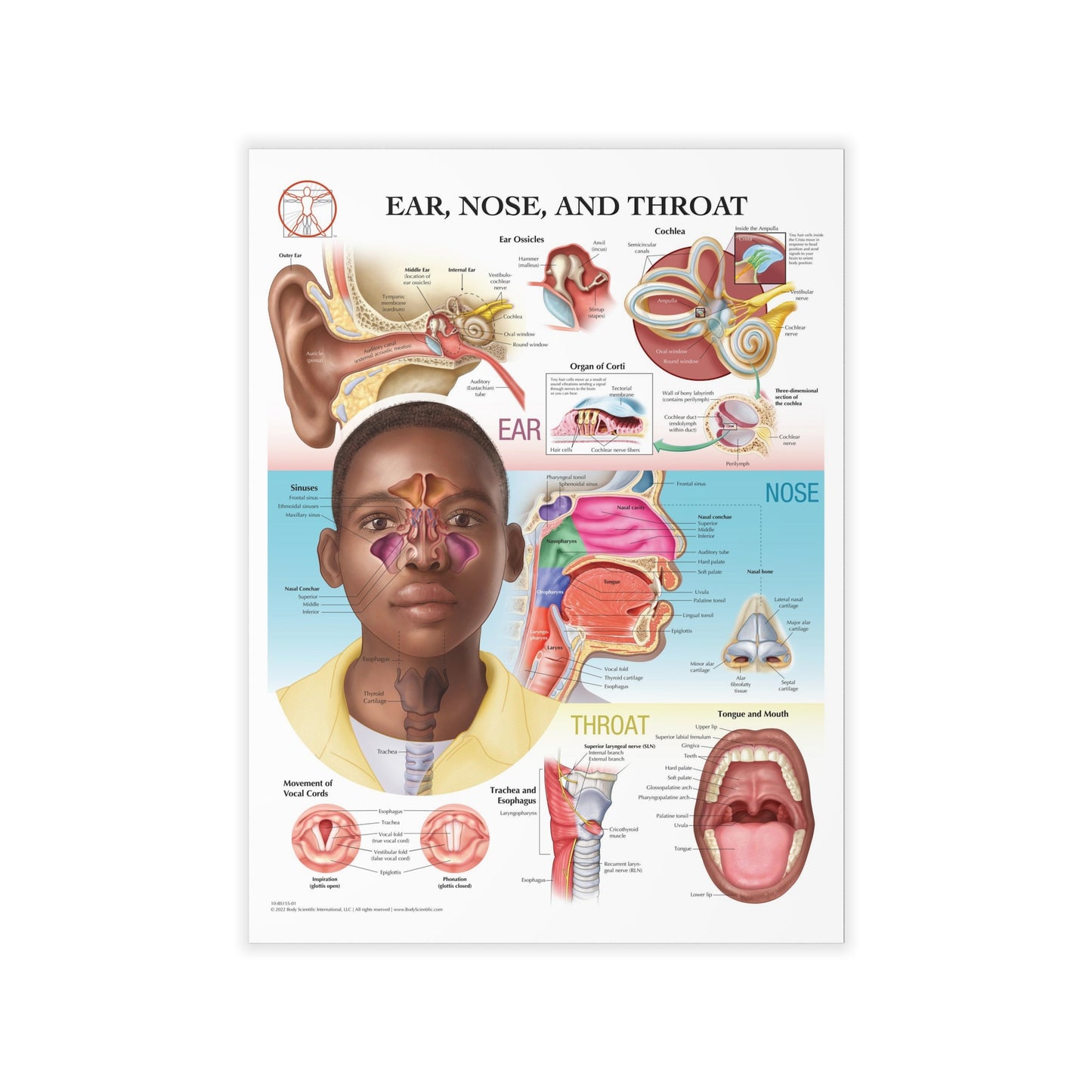 Ear Nose and Throat - Decal