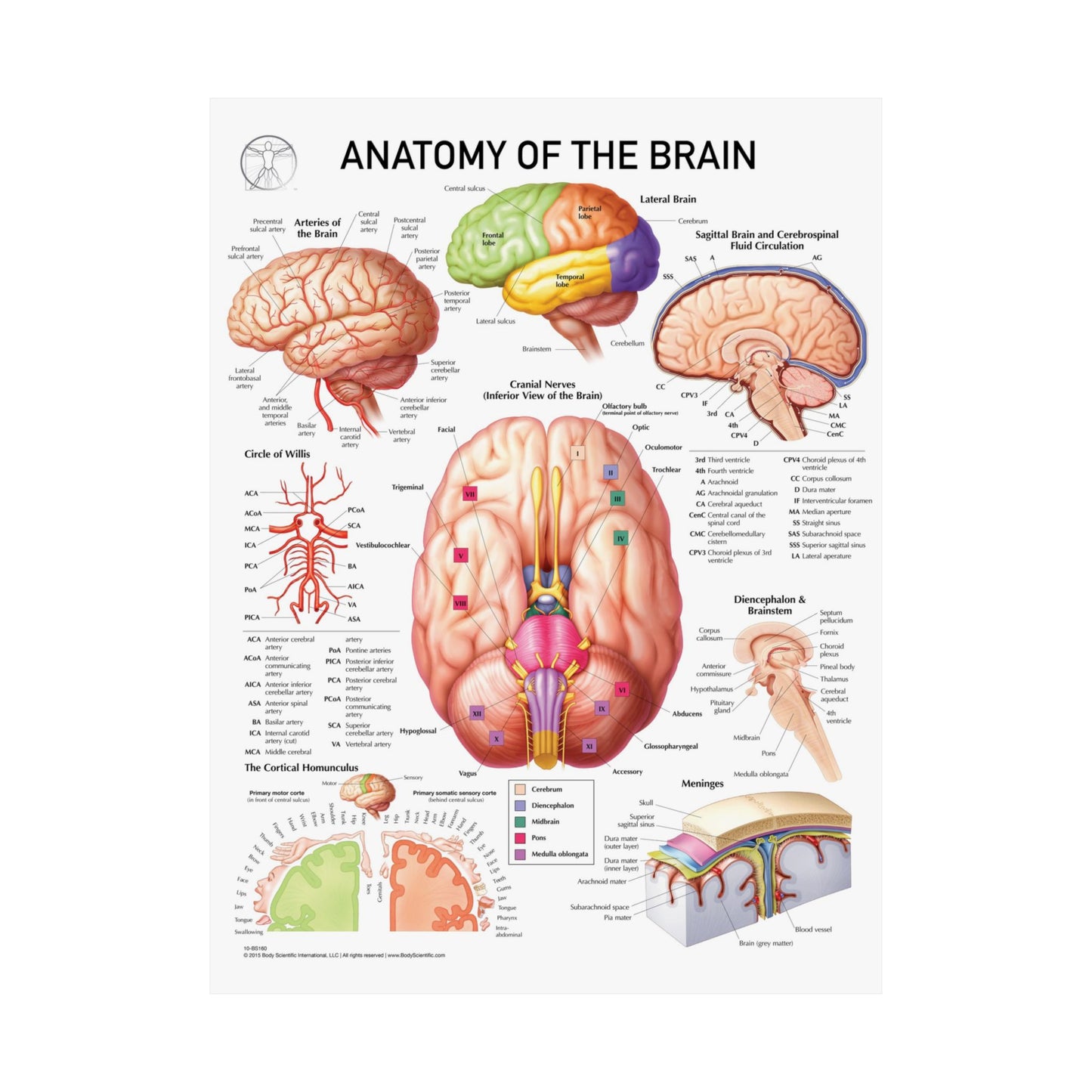 Anatomy of the Brain