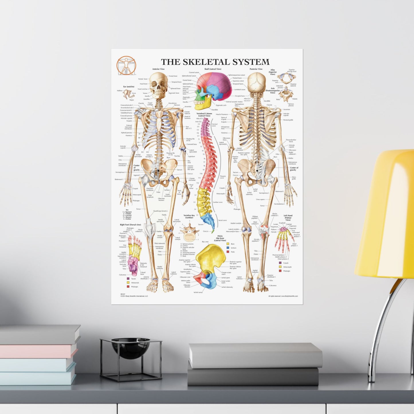 The Skeletal System