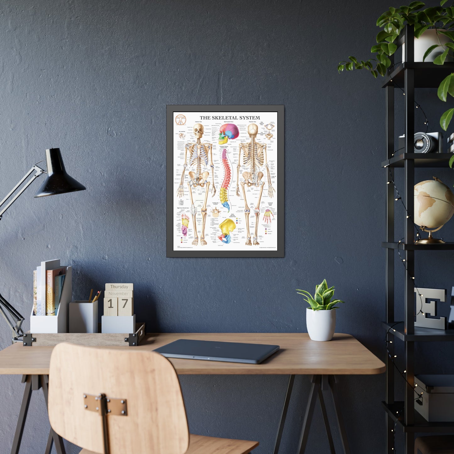 Framed Skeletal System