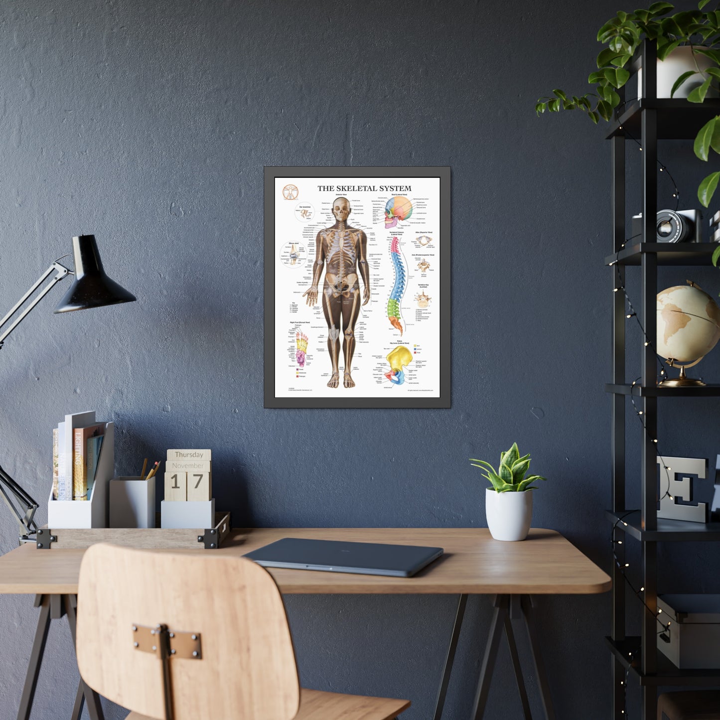 Framed Skeletal System