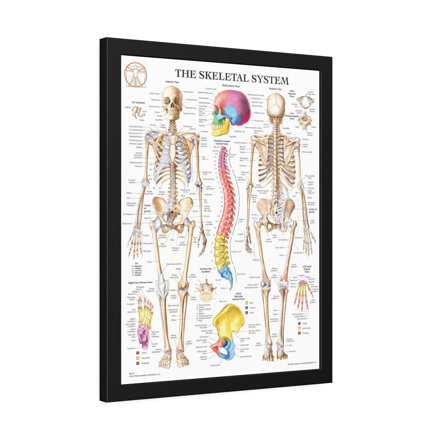 Framed Skeletal System