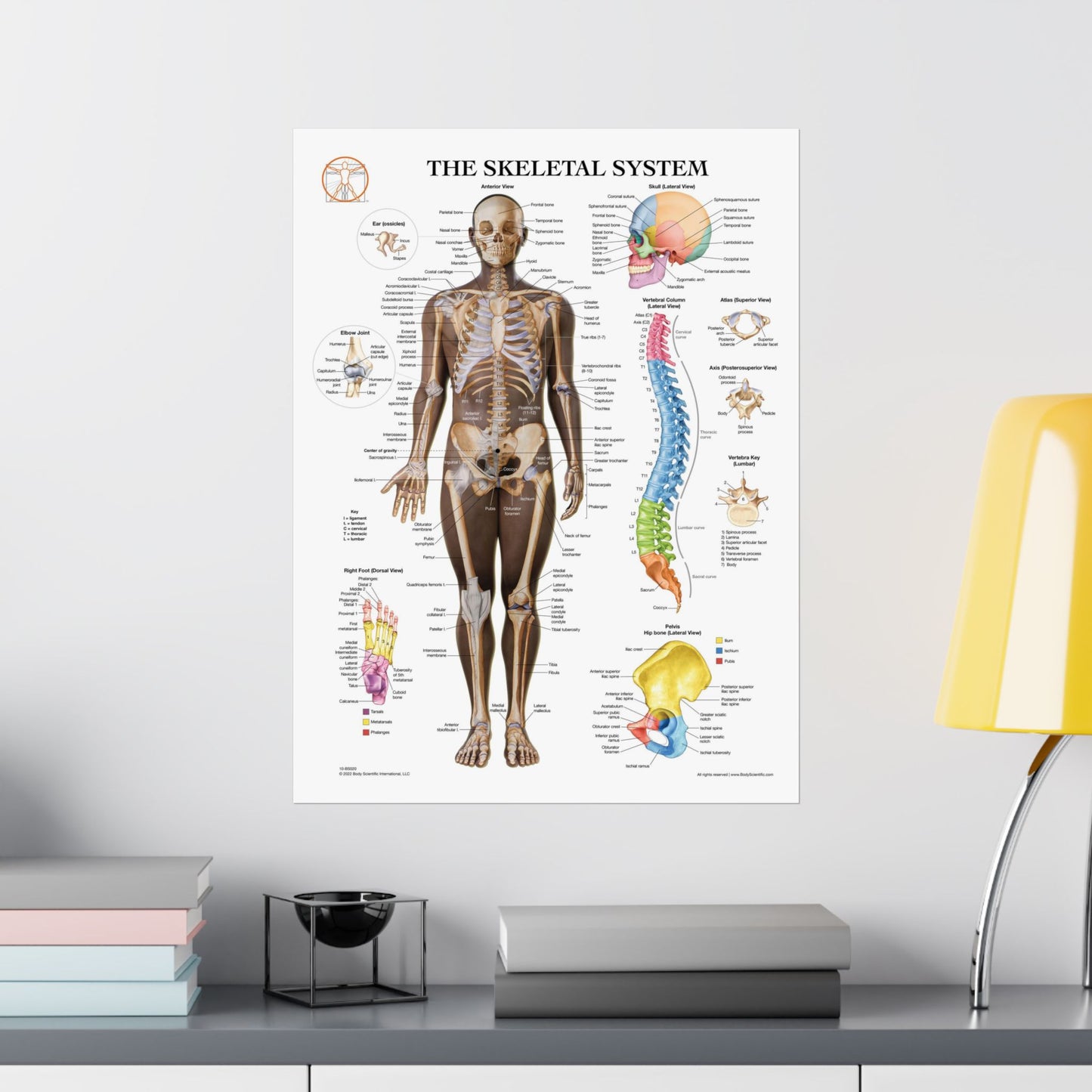The Skeletal System (Anterior)
