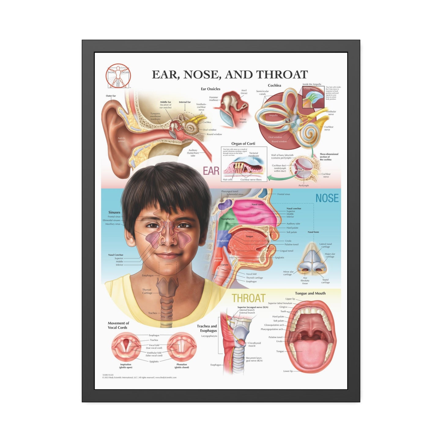Framed Ear, Nose and Throat