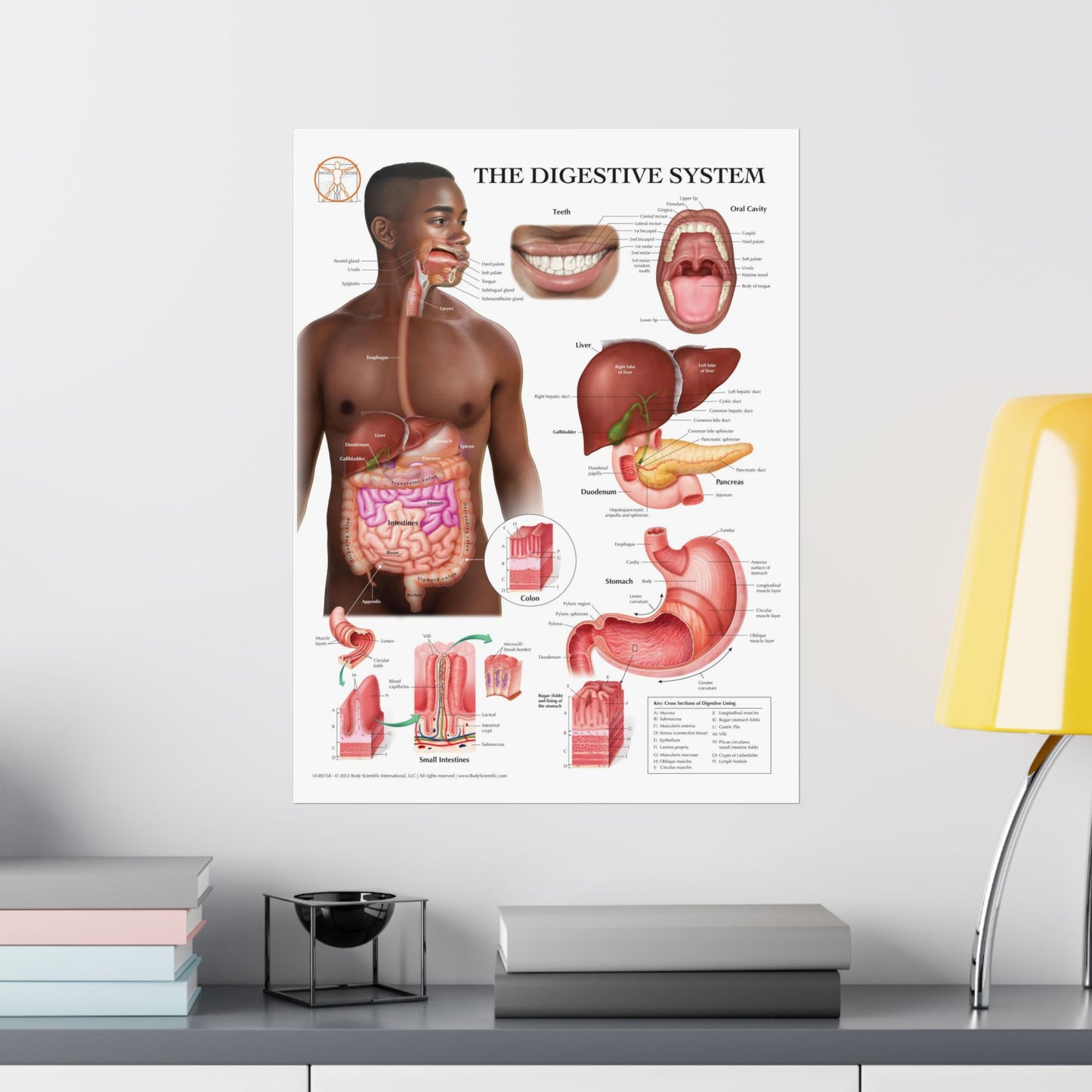 The Digestive System