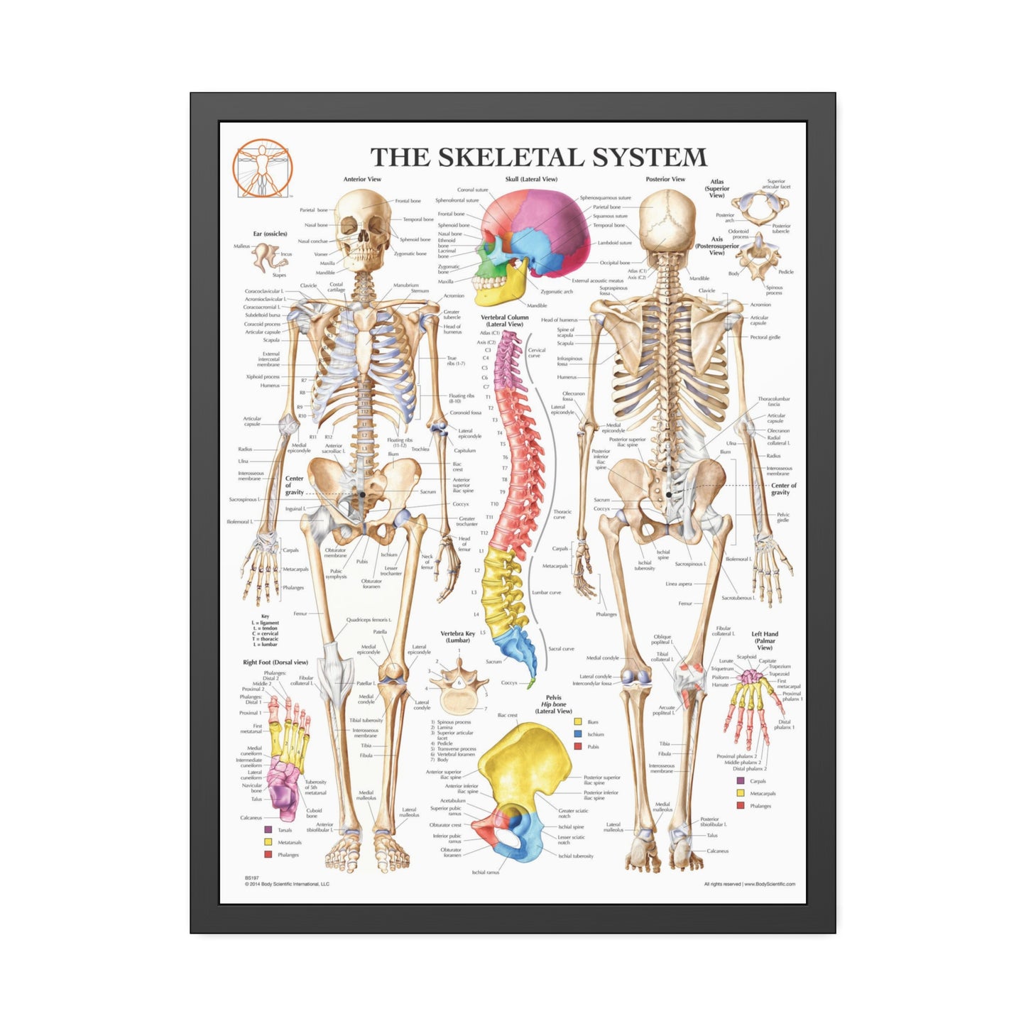 Framed Skeletal System