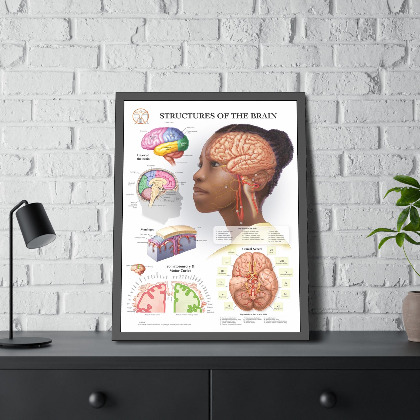 Framed Structures of the Brain