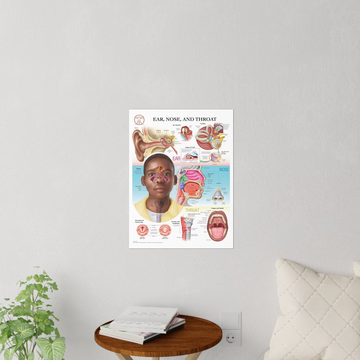 Ear Nose and Throat - Decal