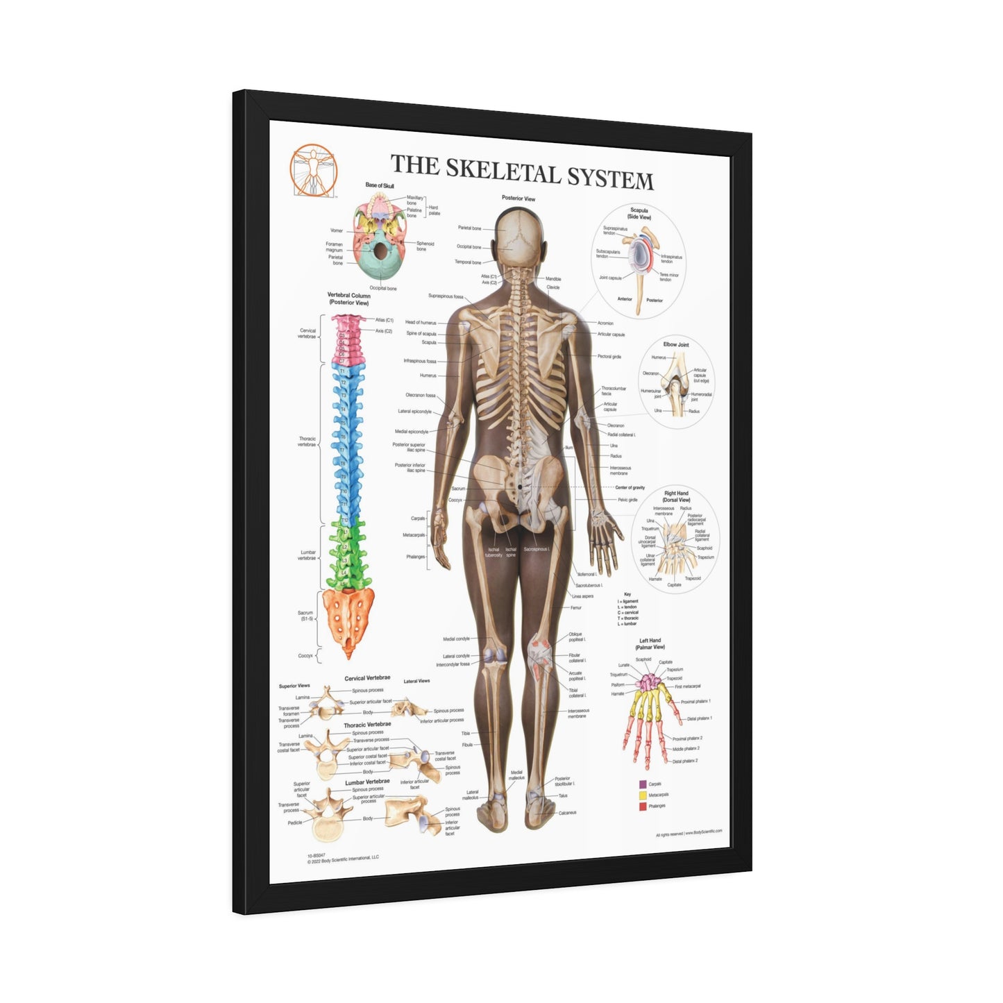Framed Skeletal System