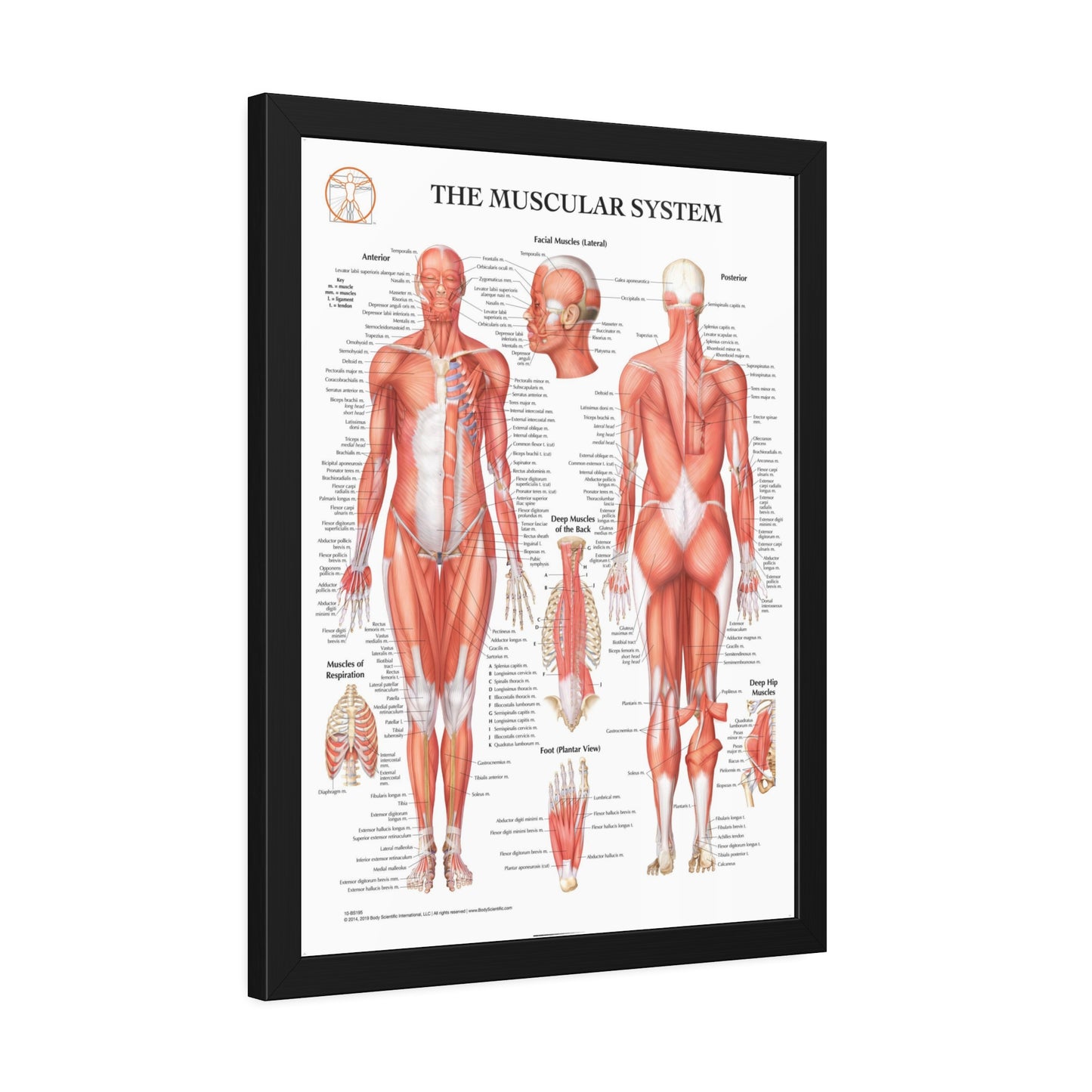 Framed Muscular System