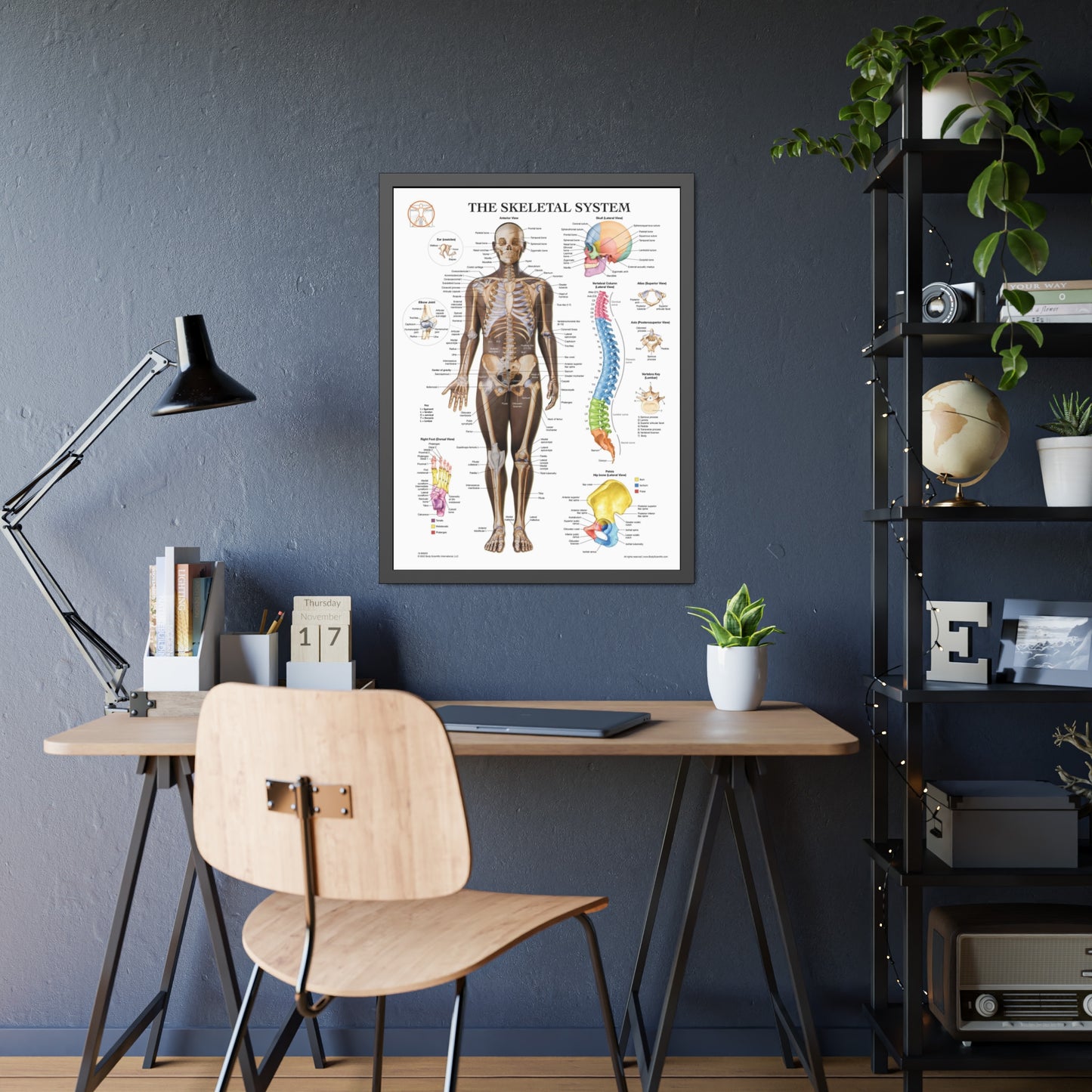 Framed Skeletal System