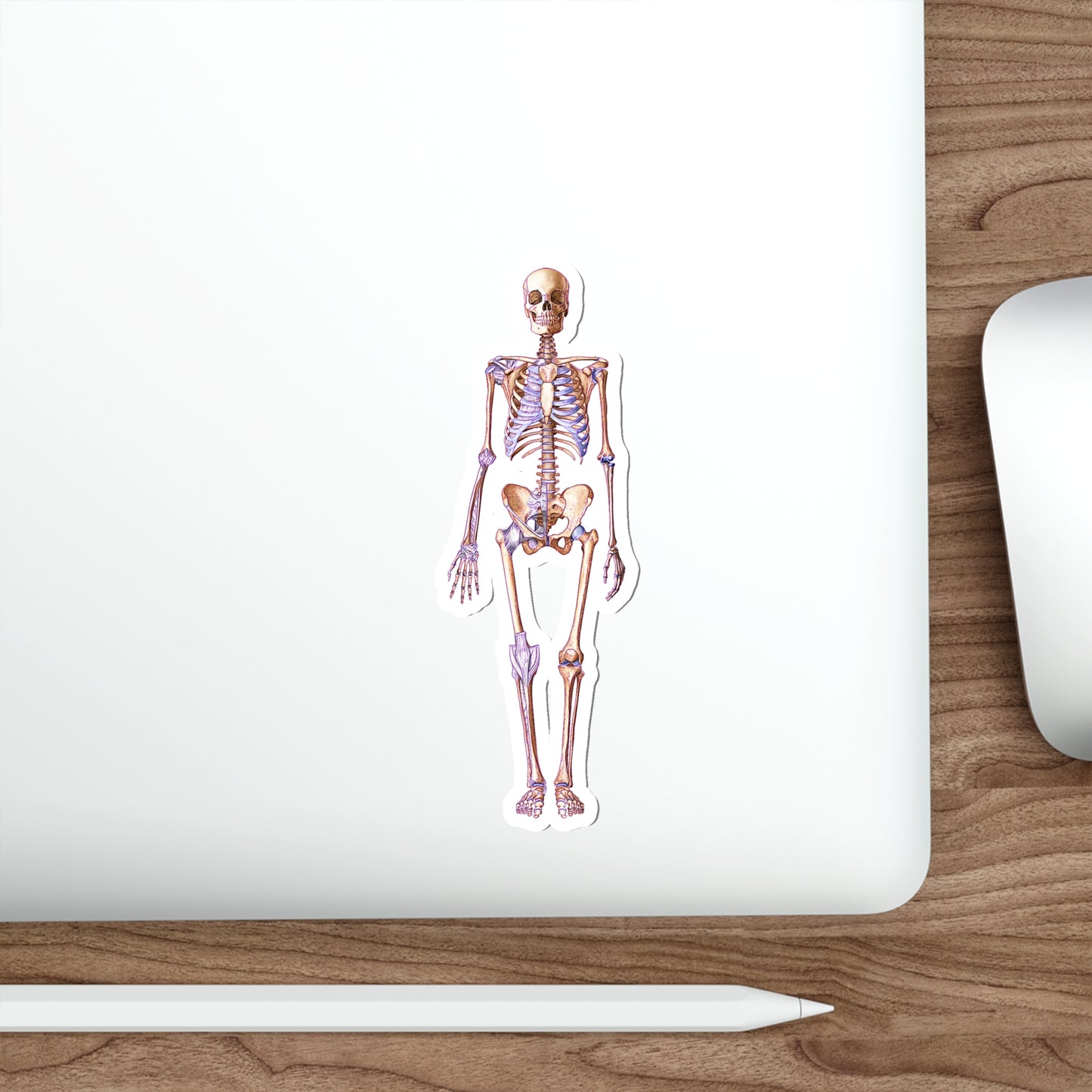 Skeleton - Diecut Sticker