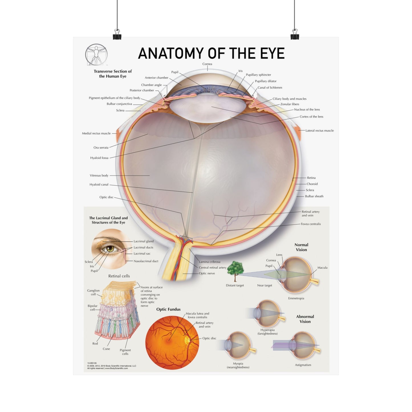 Anatomy of the Eye