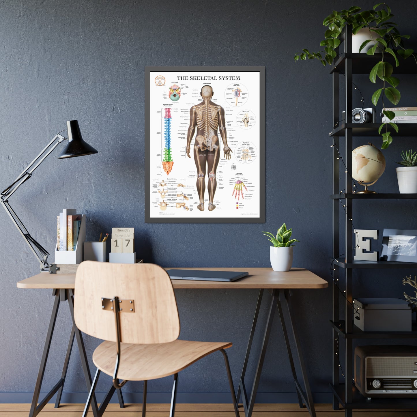 Framed Skeletal System