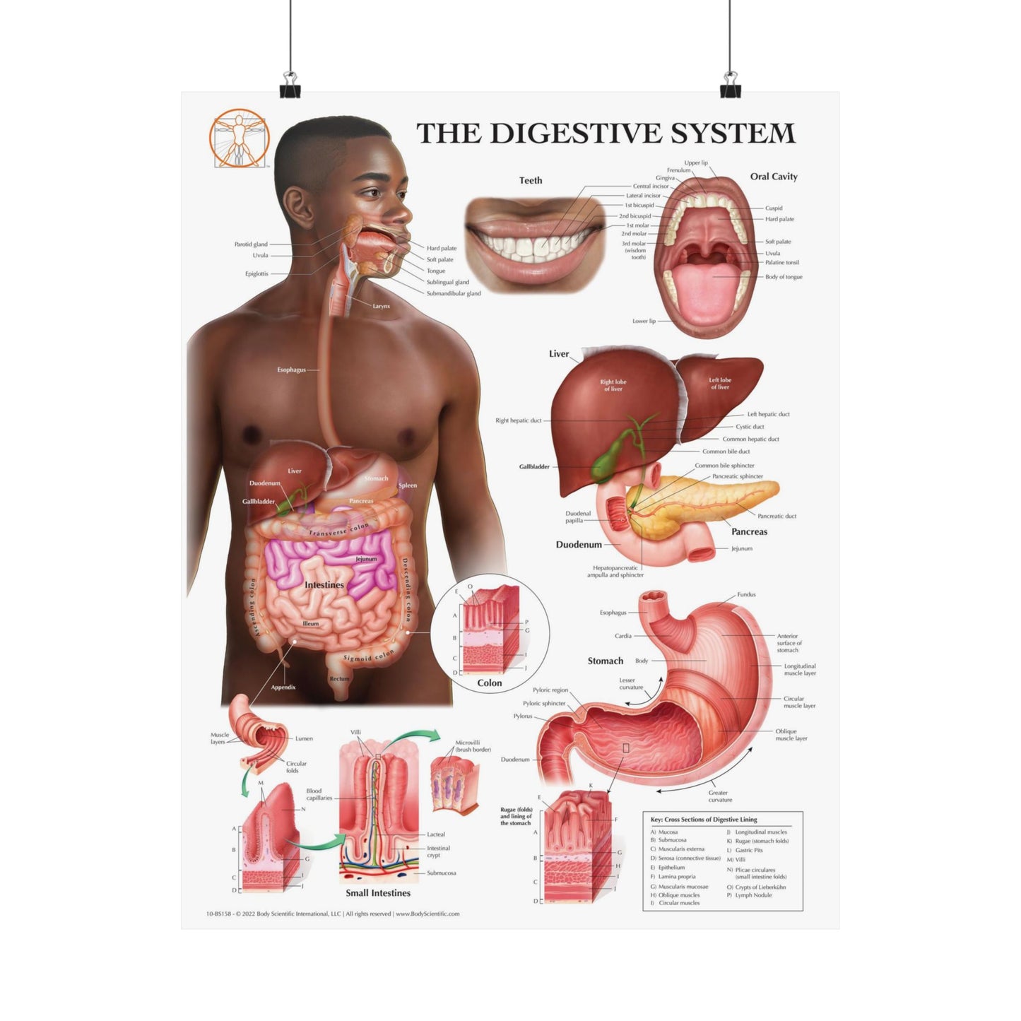 The Digestive System