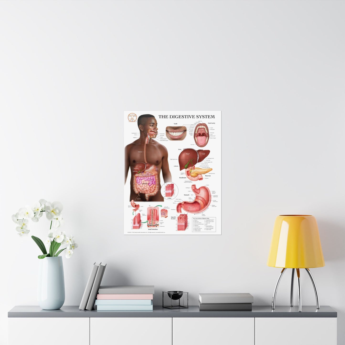 The Digestive System