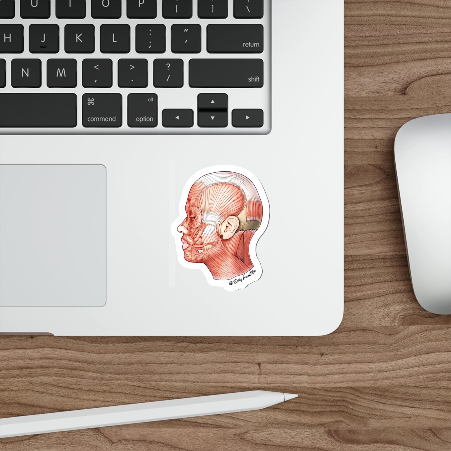 Facial Muscles - Diecut Sticker