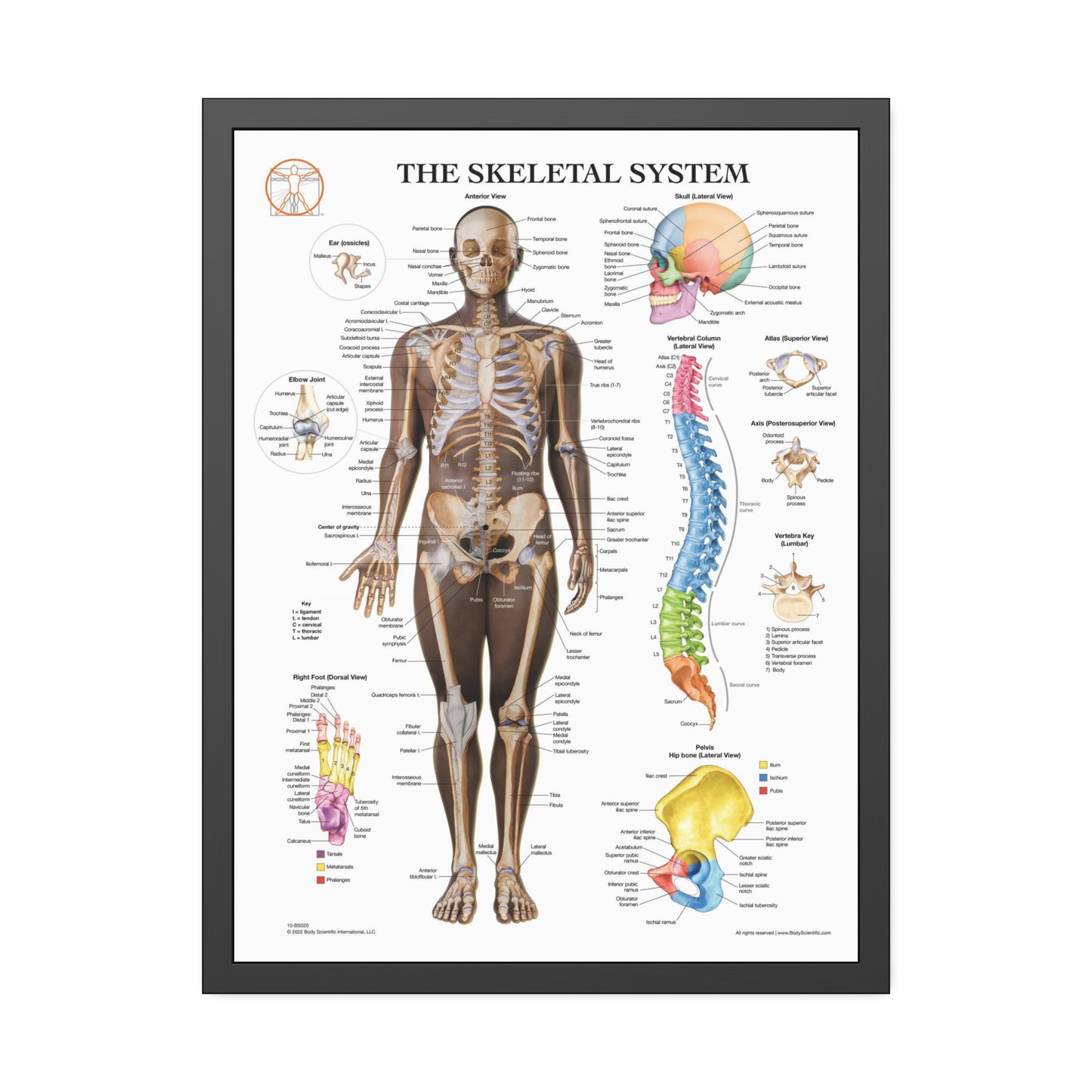 Framed Skeletal System