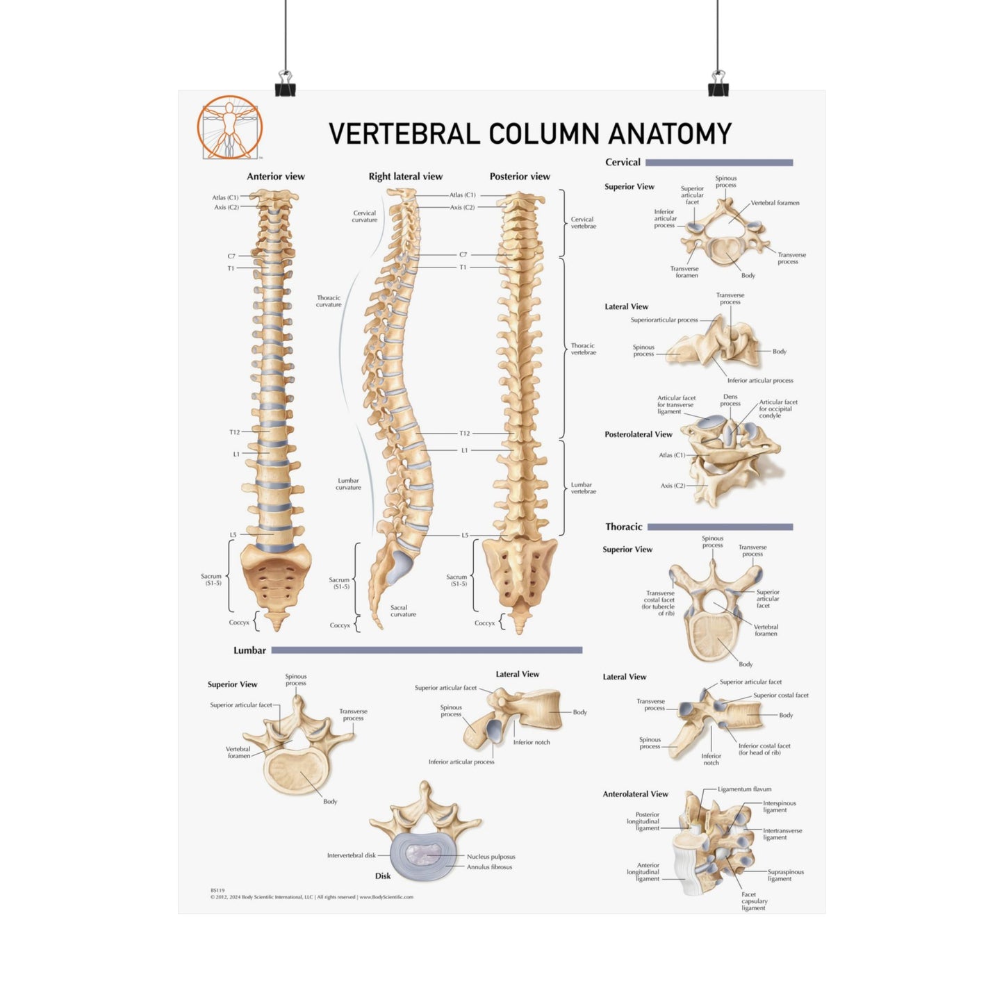 Vetrebral Column Anatomy