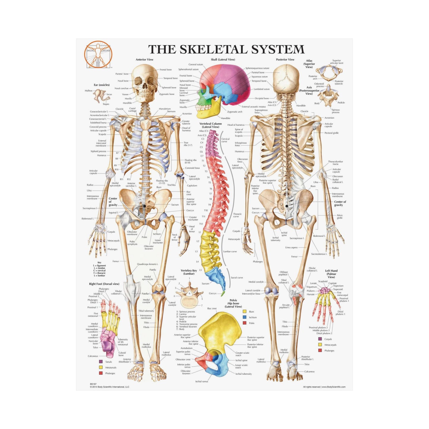The Skeletal System