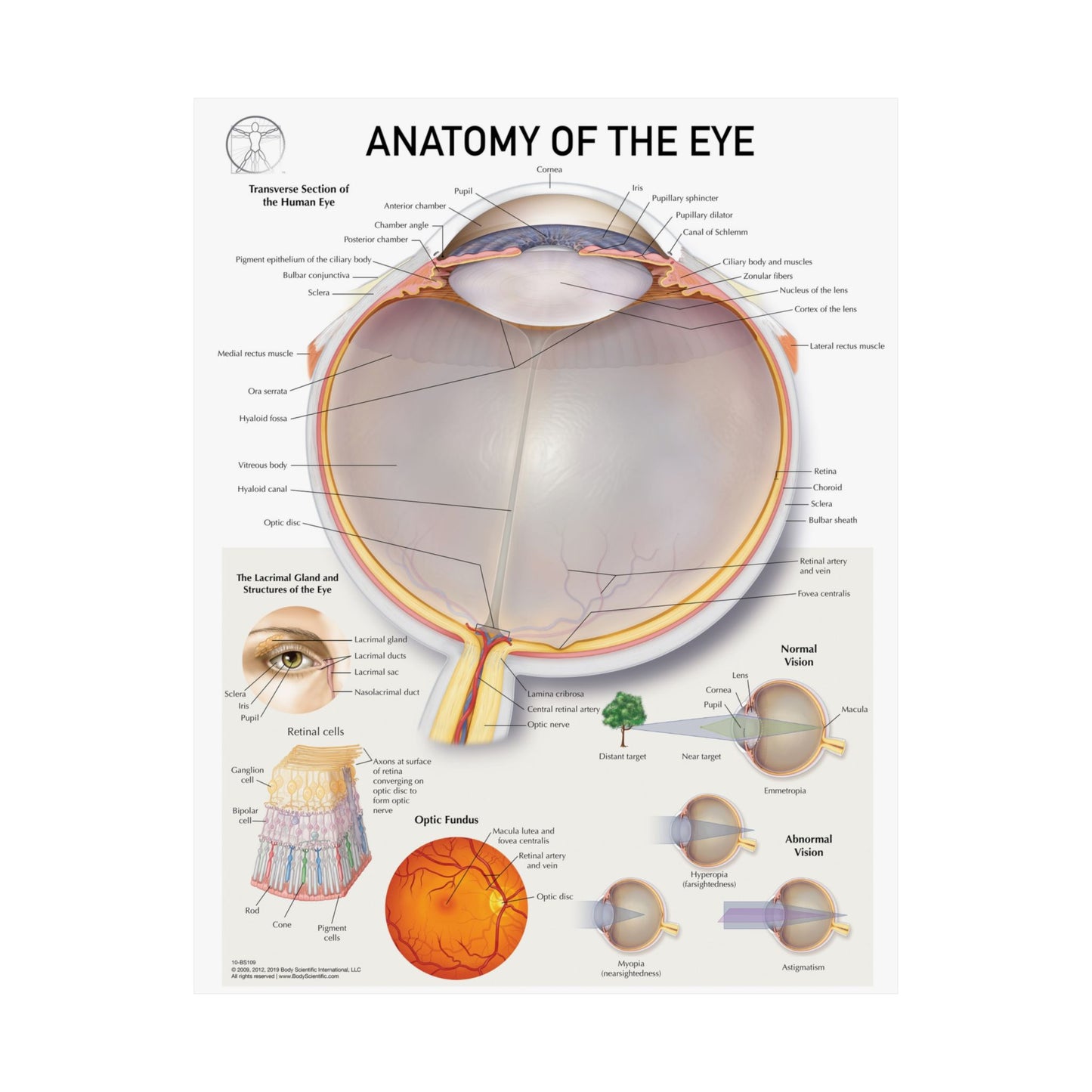 Anatomy of the Eye