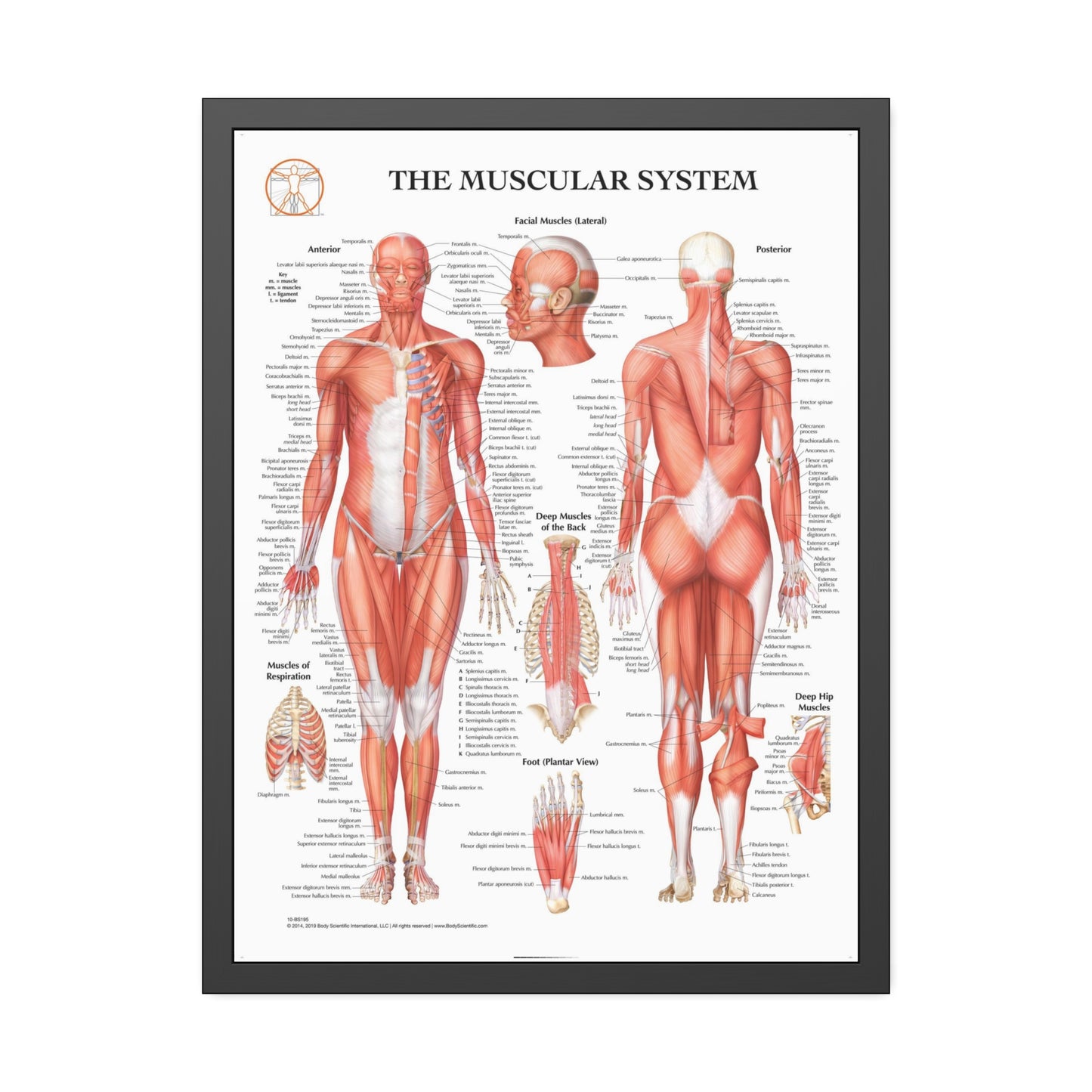 Framed Muscular System