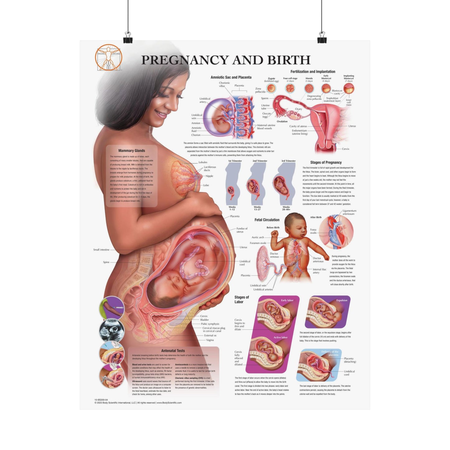Pregnancy and Birth