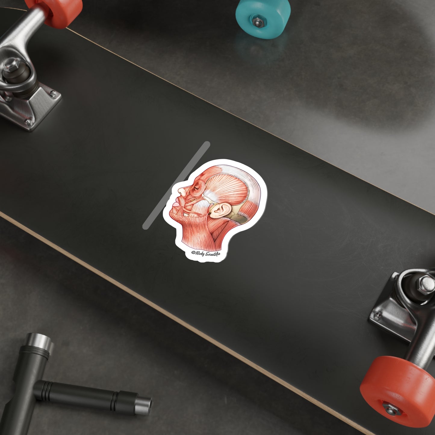 Facial Muscles - Diecut Sticker