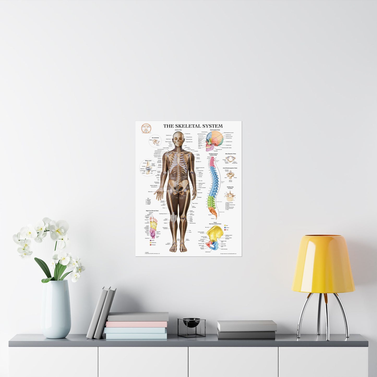 The Skeletal System (Anterior)