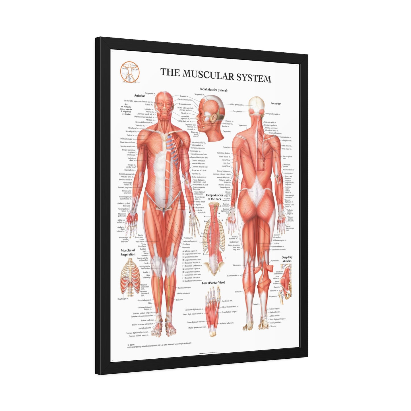 Framed Muscular System