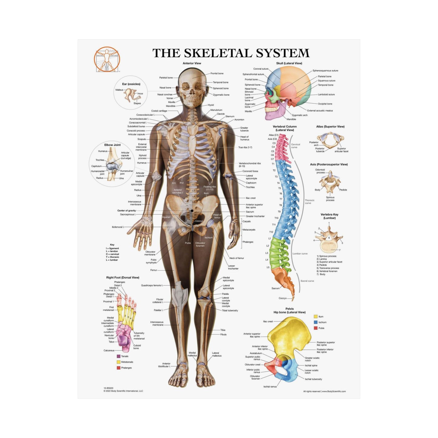 The Skeletal System (Anterior)