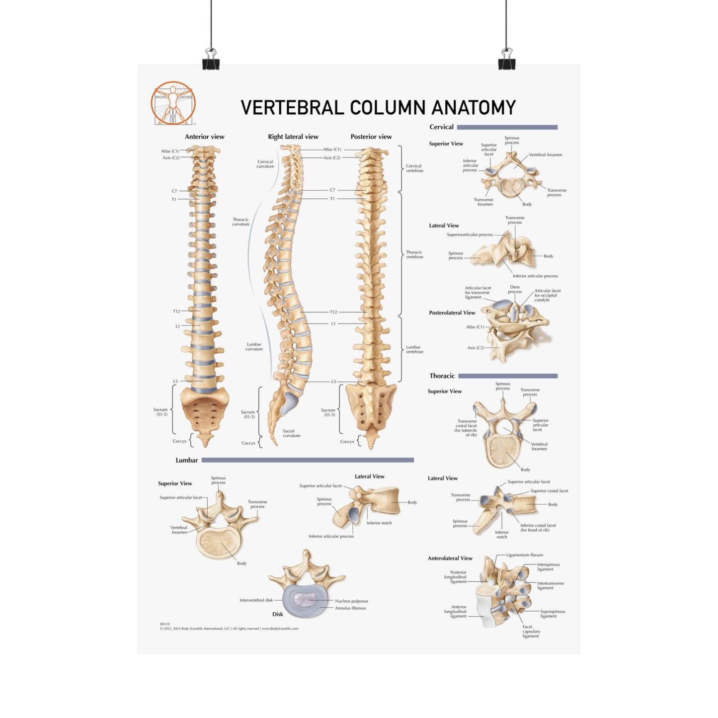 Vetrebral Column Anatomy